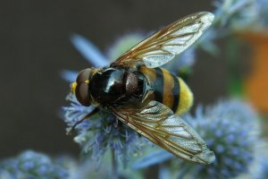 הדברת דבורים