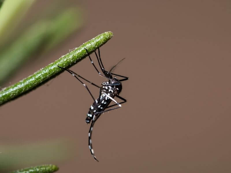 יתוש הטיגריס האסייתי