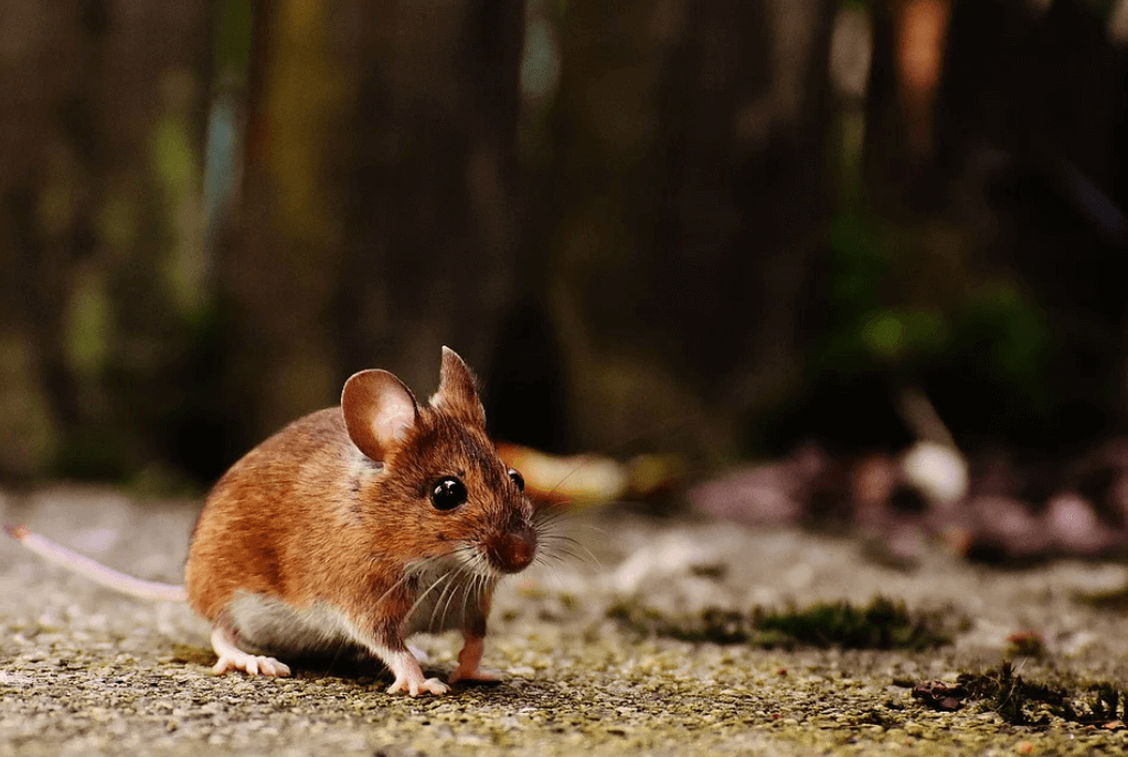 5 סיבות להזמין לוכד עכברים ולא לעשות זאת לבד
