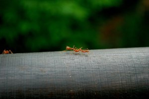 הדברת נמלים - באילו מצבים אסור להתעלם לחלוטין מנמלים בבית ?