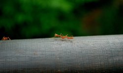 הדברת נמלים - באילו מצבים אסור להתעלם לחלוטין מנמלים בבית ?