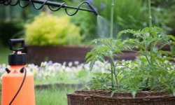 איך ניתן לשמור על גידולי הירק בגינה ללא מזיקים?