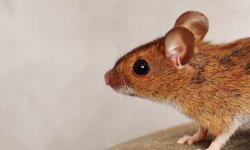 שיטות ללכידת עכברים שלא יפגעו בכם
