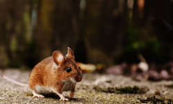 5 סיבות להזמין לוכד עכברים ולא לעשות זאת לבד